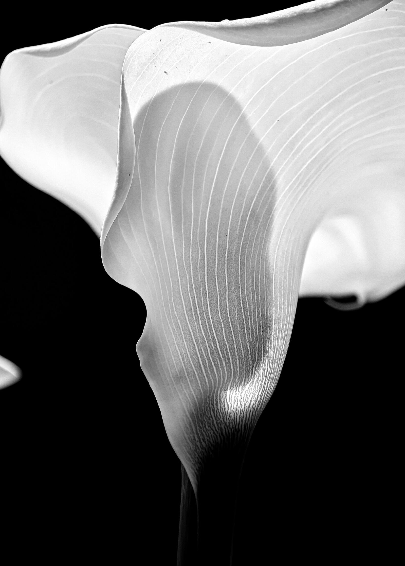 OXYGEN Pure- Infinity Sara Franci 60x80 cm. Sara Franci